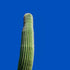 Saguaro Desert Cactus Southwest Print #3